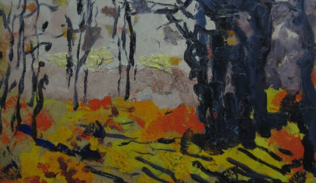 Shadows in the forest